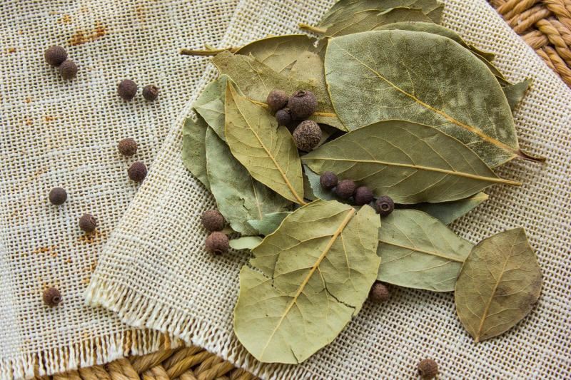 Ловоров лист: Неоткриени лековити својства на оваа чудесна билка