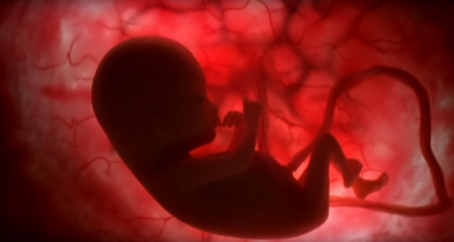 Животот пред раѓањето  (Документарен филм)